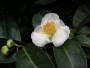 Květ čajovníku
