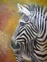 Zebra | pastel