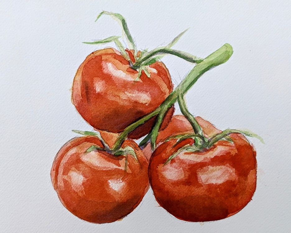 Rajčata | malba akvarelem