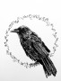 Vrána – kresba tužkou