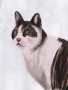 Kočka | digitální ilustrace