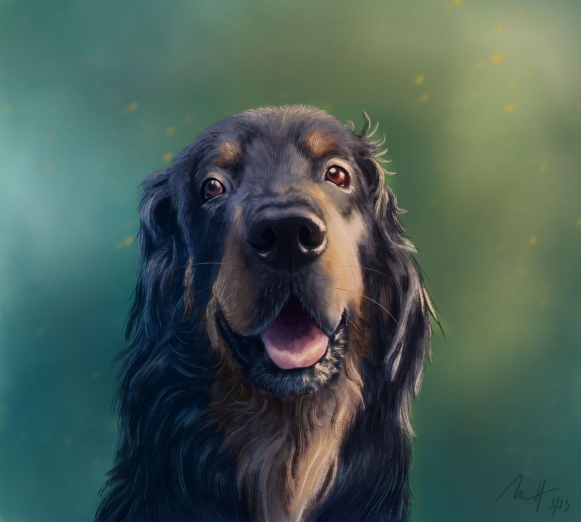 Hovawart | portrét psa