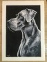 Německá doga | portrét psa