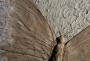Plastika motýla z hlíny  (zobrazit v plné velikosti)