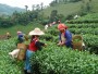 Thajské čajové plantáže