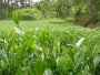 Vietnamské čajové plantáže