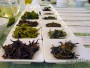 Degustace čajů z Indočíny | Ašská čajová pohoda