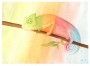 Chameleon - akvarel