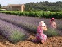 Levandule v Provence | Francie na dosah!