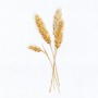 Pšenice | ilustrace  (zobrazit v plné velikosti)