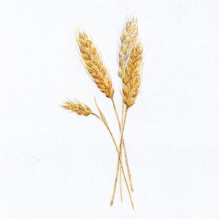 Pšenice | ilustrace