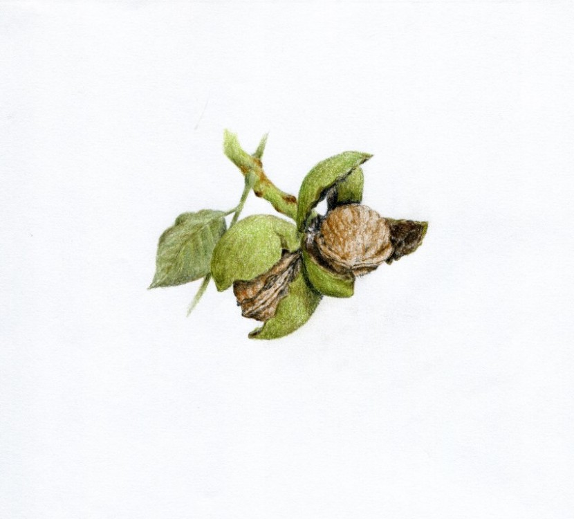 Vlašský ořech | ilustrace
