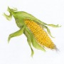 Kukuřice | ilustrace  (zobrazit v plné velikosti)