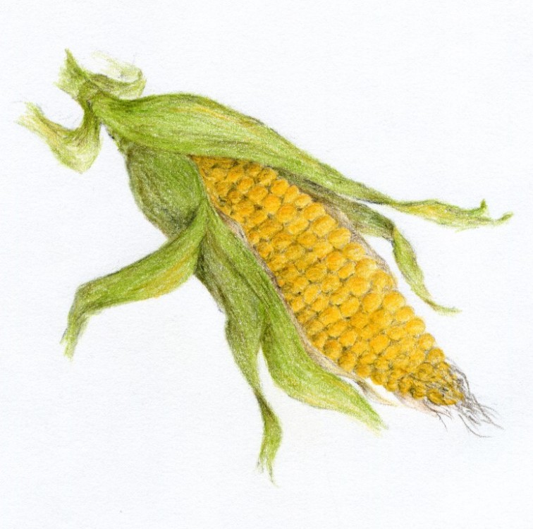 Kukuřice | ilustrace