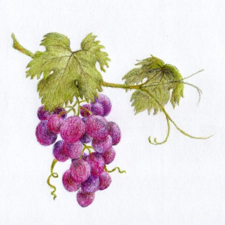 Hroznové víno | ilustrace