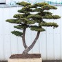Japonské zahrady, okrasná jezírka, bonsaje, zahradní bonsaje