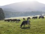 Naše kravičky na podhorských pastvinách pod horou Ondřejník v Beskydech