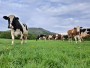 Krávy na pastvě | bio farma Menšík Kunčice pod Ondřejníkem