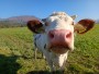 Zvědavá kráva | bio farma Menšík Kunčice pod Ondřejníkem