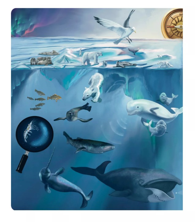 Ilustrace - Kniha Tajemství Moří a Oceánů Albi