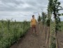 Péče o stromy | ovocná školka Hrušky u Brna