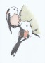 Omalovánka – ilustrace ptáci