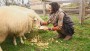 Žije s námi 5 oveček | Na návštěvě u Hanky Zemanové