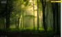 Lesy v okolí Javořiny | článek Když mlha čaruje pro Česko na cestě