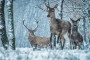 Jelen v zimě | fotografie zvířat