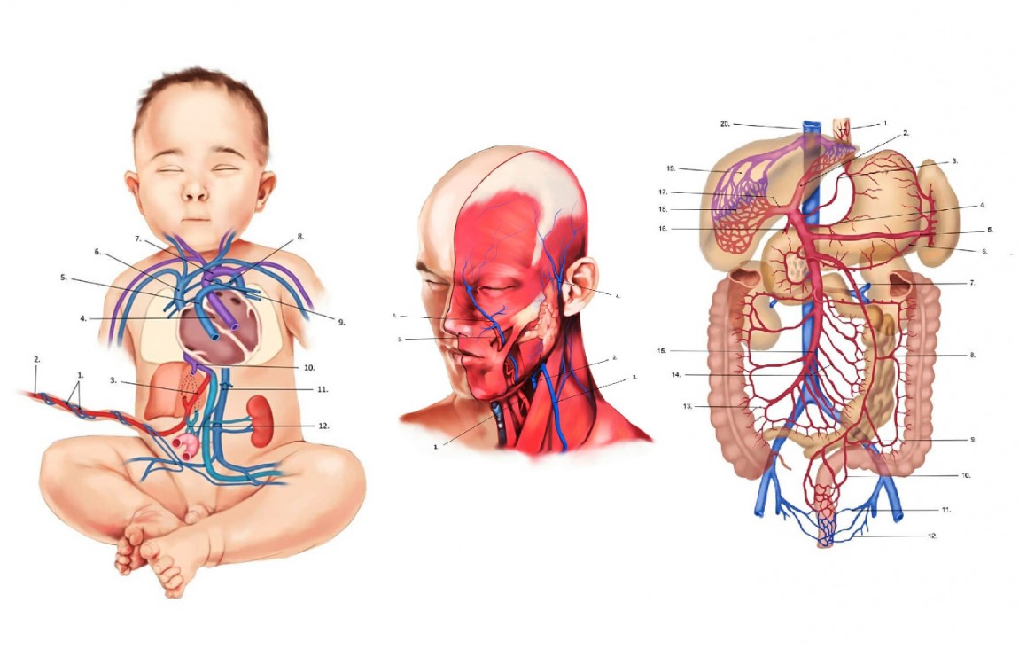 Ilustrace anatomie