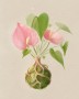 Plantanthurium | Concept Art