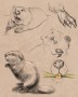 Beaver | ilustrace