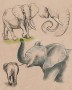 Elephant | ilustrace
