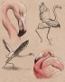 Flamingo | ilustrace