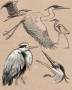 Heron | ilustrace