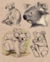 Koala | ilustrace