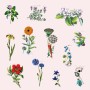 Ilustrace květin | vizuální identita a branding pro Culina Botanica