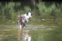 Pes v řece | fotografie mazlíčků