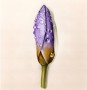 Květ - fialový | ilustrace