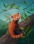 Panda červená – ilustrace