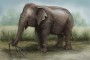 Slon – ilustrace