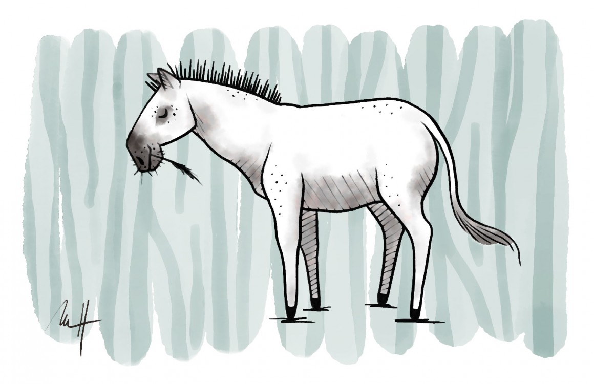 Zebra – ilustrace