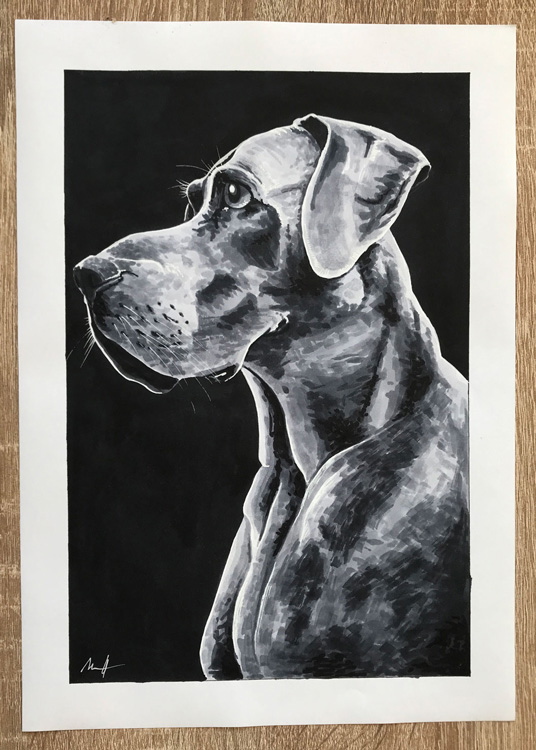 Německá doga - portrét psa