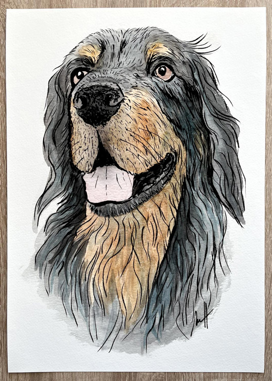 Hovawart - portrét psa