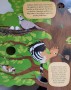 Dudek chocholatý, ilustrace ptáků, ilustrace pro děti, dětská kniha