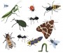 Hmyz, Ilustrace hmyzu, ilustrace brouků,ilustrace do dětských knih,knižní ilustrace,dětská ilustrace