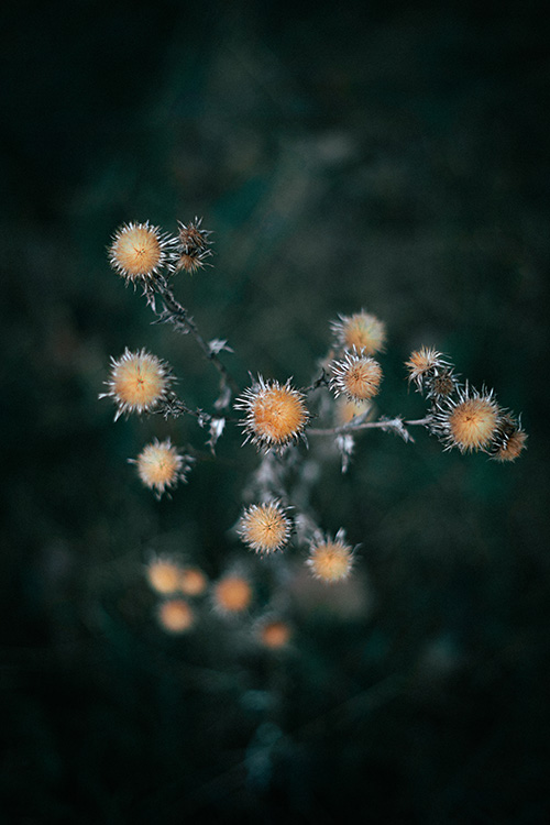 Bodlák – makro fotografie