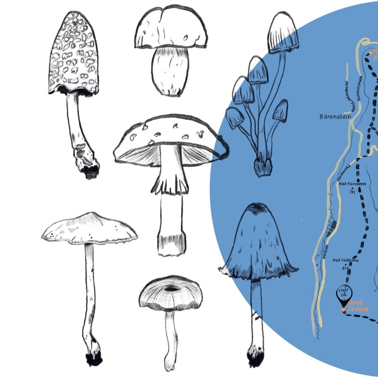 Ilustrace do knihy Krušnohorka