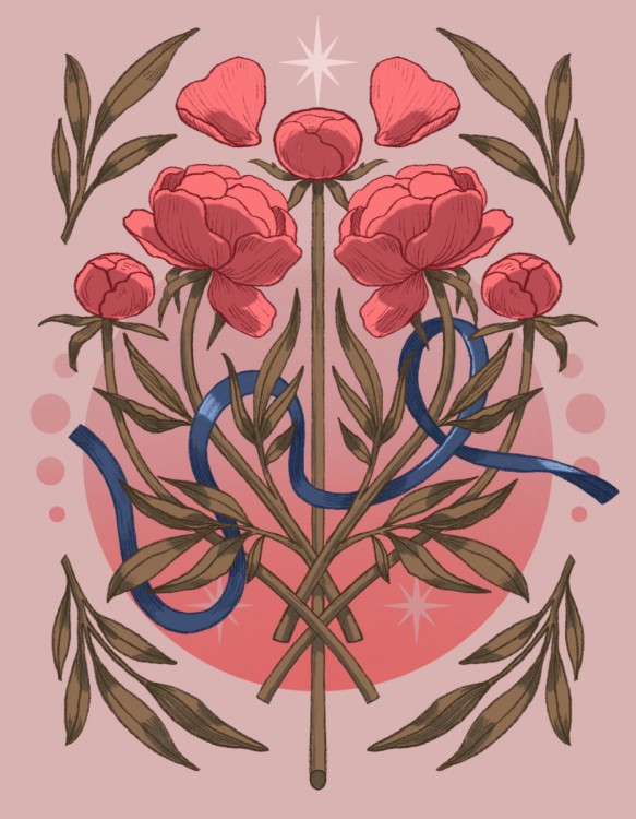 Pivoňky | ilustrace