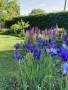 Záhony s kosatci a lupinami | zahradní design